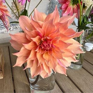 Labyrinth decorative dahlia - 1 Tuber